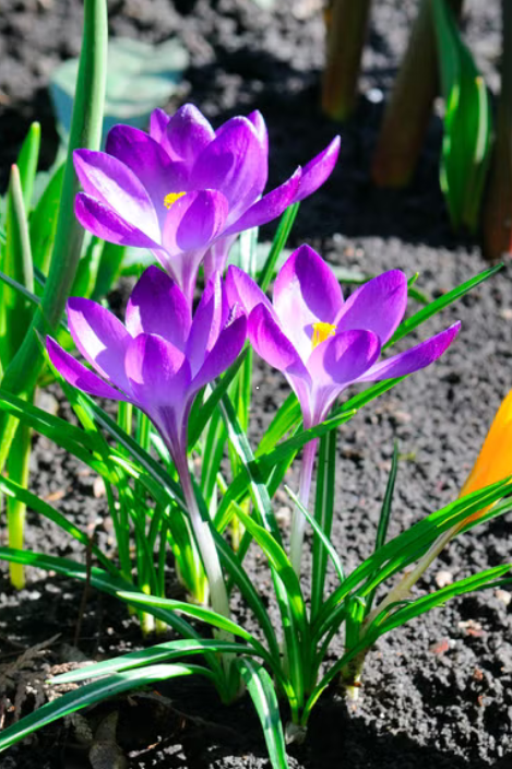 Пролетен старт – Лесно начало